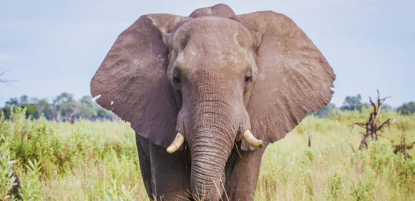 Big five Àfrica do Sul