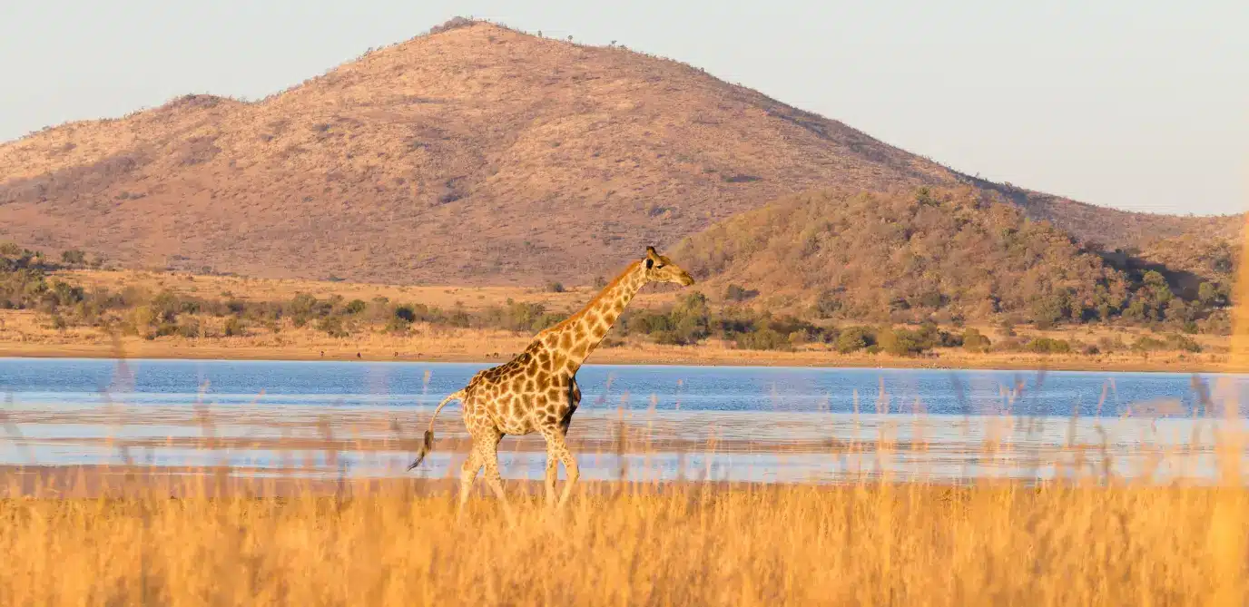 Viagem para Àfrica Pilanesberg National Park