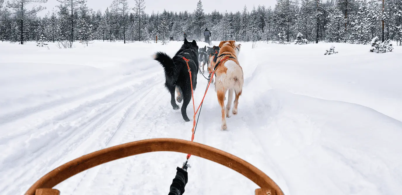 Trenós puxados por huskies