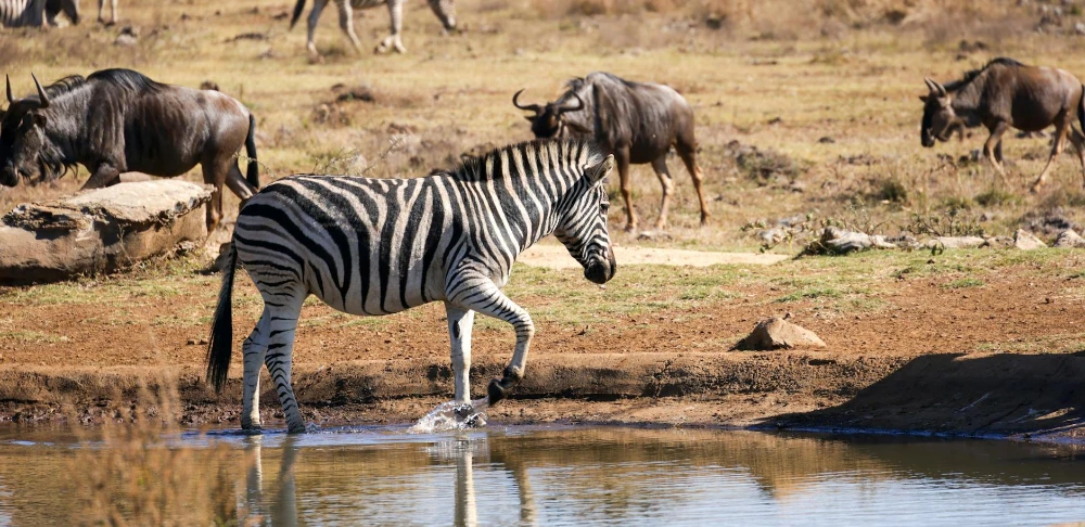 Zebras e gnus reunidos na savana em safári na África do Sul