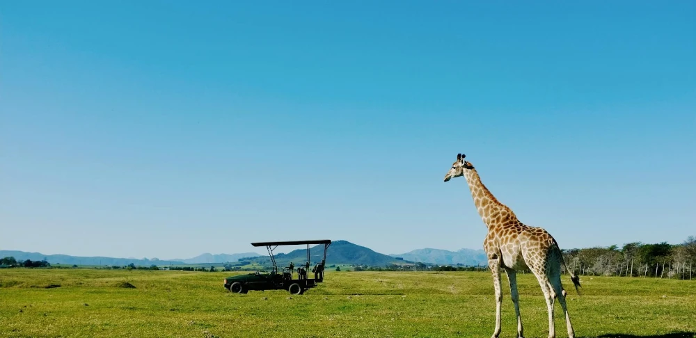 Explore a vida selvagem nos melhores safáris da África do Sul.