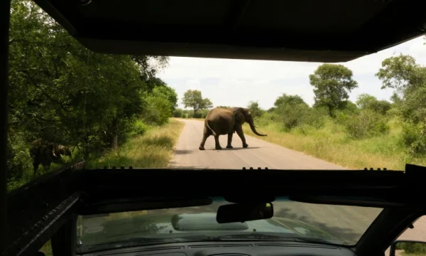 Descubra a vida selvagem nos melhores safáris da África do Sul.