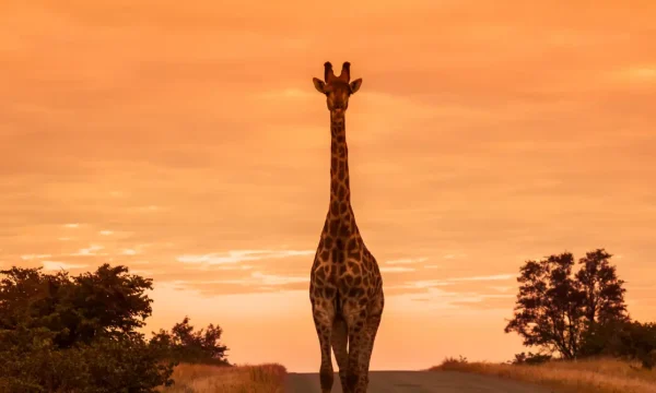 Viagem para Africa do Sul